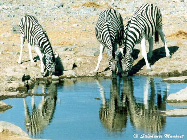 Best of photos drinking zebras