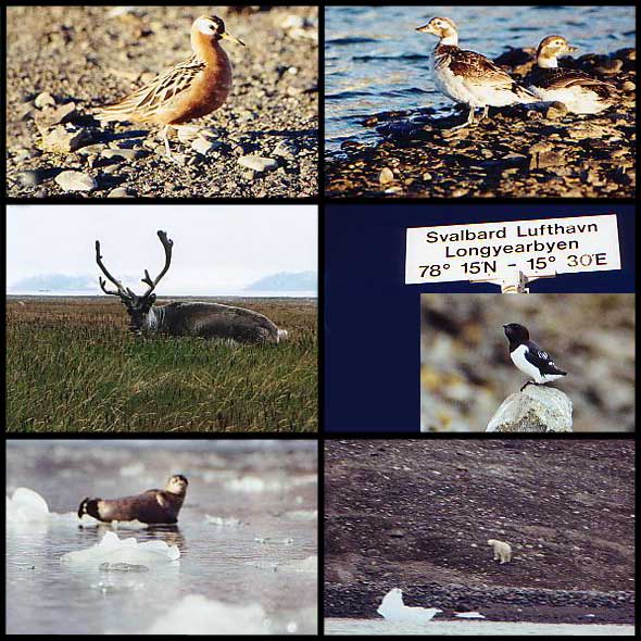 Spitsbergen wildlife