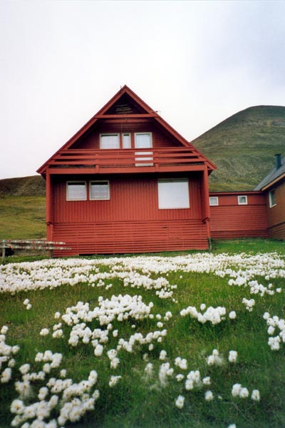 Cottongrass landscape in Spitsbergen