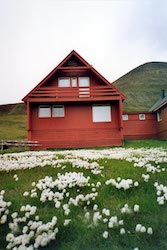 Cotton grass