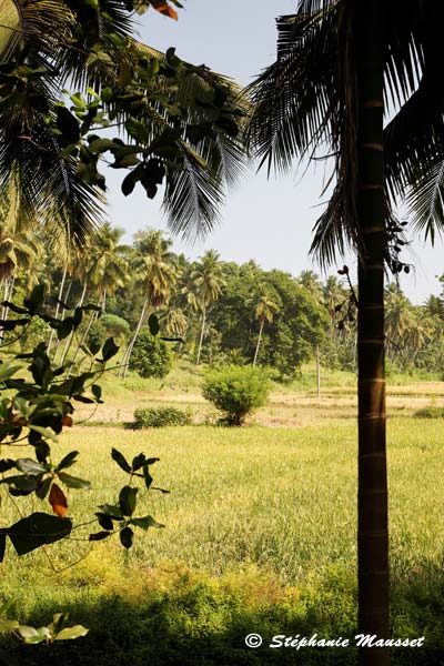 Paysage végétal du Sri lanka