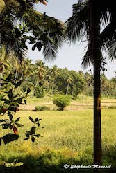 Paysage du Sri Lanka