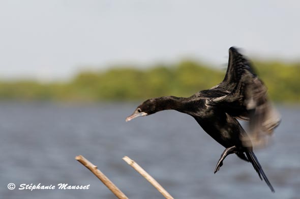 Cormoran à l'atterrissage