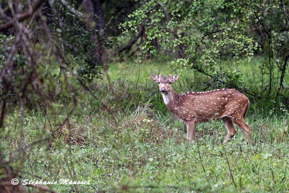 Biche dans le parc minneriya