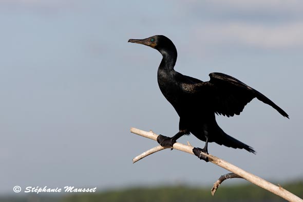 Cormoran aux yeux bleus