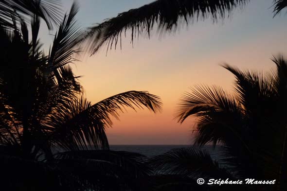 Coucher de soleil sur feuilles de palmiers