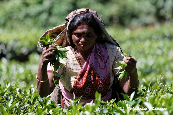 cueillette du thé au Sri lanka