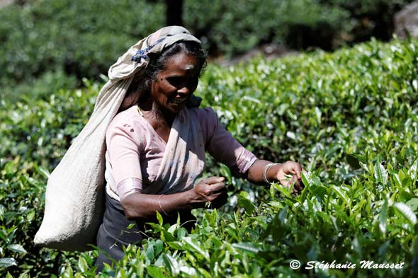 femme du Sri lanka d'origine tamoule