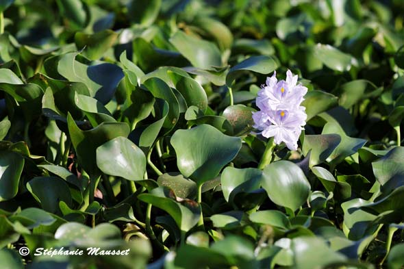 Fleur parme des marais sri lankais