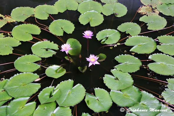 nénuphar en fleur