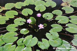 Fleurs de nénuphars