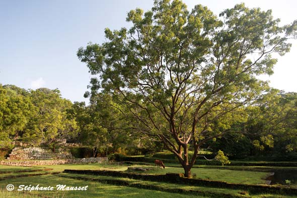 jardins royaux de Sigiriya