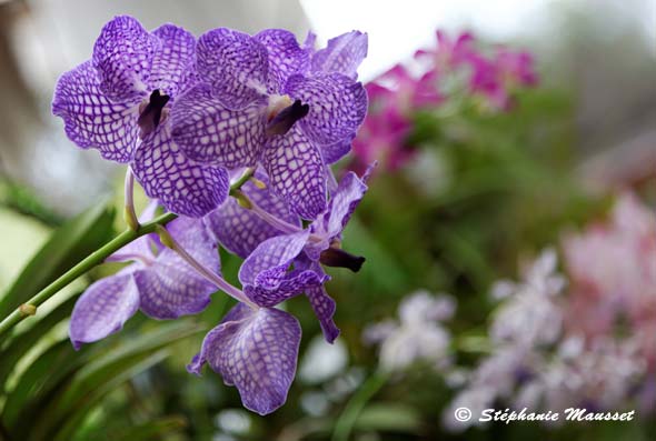 Orchidée aux fleurs violettes et blanches
