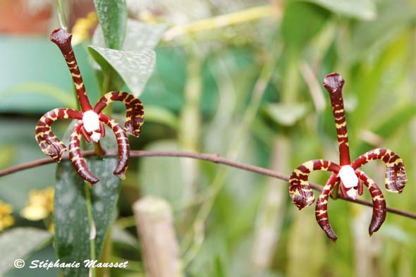 Orchidees araignees au Sri lanka