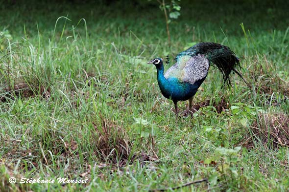 Paon bleu du Sri lanka