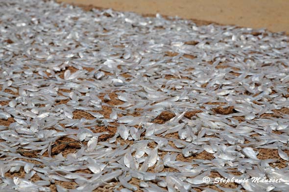 Poissons séchant au soleil sur la plage