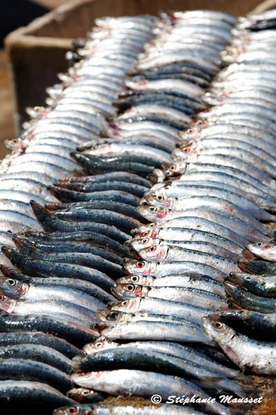 Poisson frais aligné sur le marché