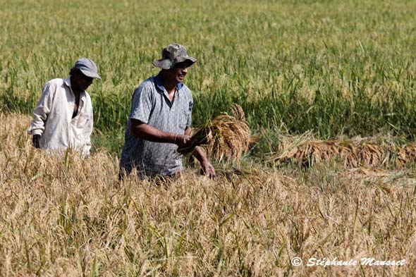 homme et femme travaillent dans les champs du sri lanka