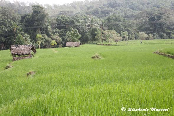 Paysage de rizières en terrasses au Sri lanka