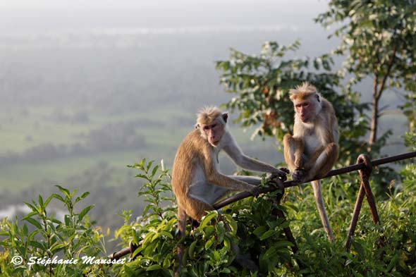 Macaques de Sigiriya au Sri lanka