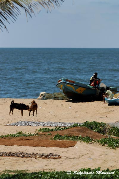 Belle plage du Sri lanka