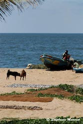 Plage de Negombo