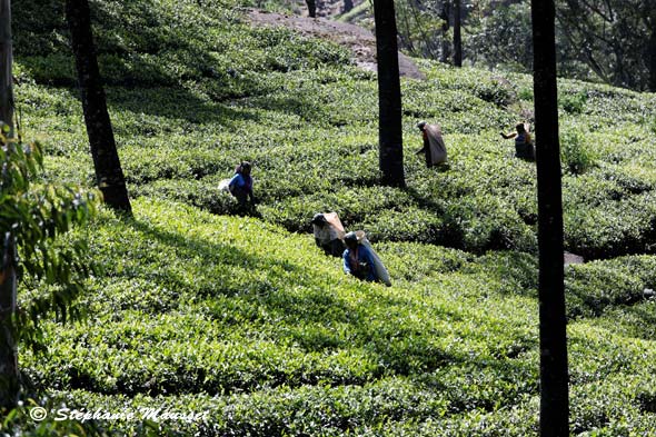 Paysage de thé à Nuwara Eliya