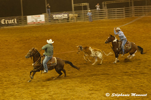 Cow boys à cheval attrappent veau au lasso