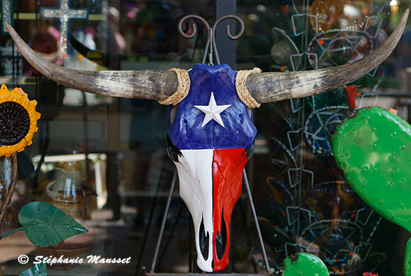 Crâne de longhorn du Texas
