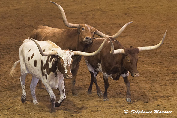 Trois vaches Texas longhorn