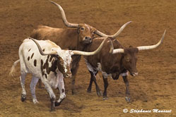 Texas longhorn dans l'arène