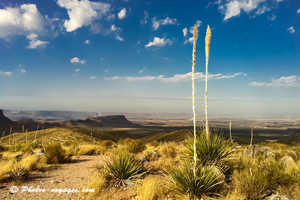 Paysage de plaine du Texas