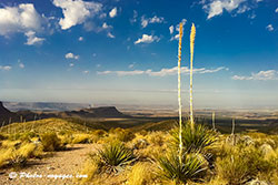 Plaine du Texas