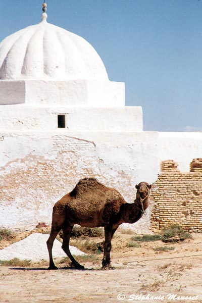 Dromadaire devant une mosquée blanche