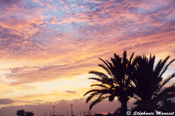 Pic of the month winner: Palm trees at sunset