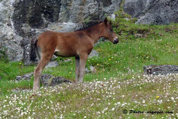 poulain sauvage de Patagonie