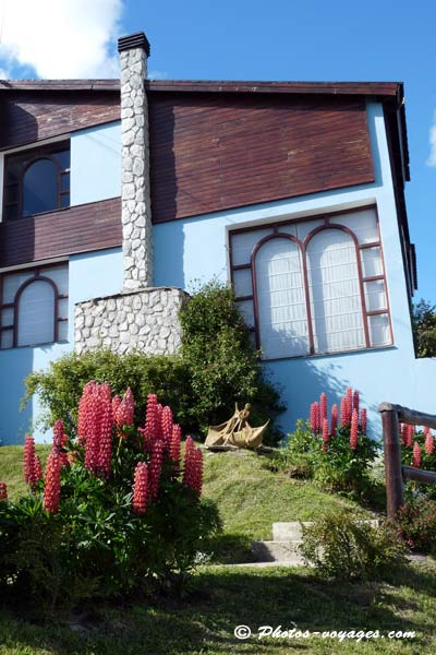 Parterre de lupins à Ushuaia