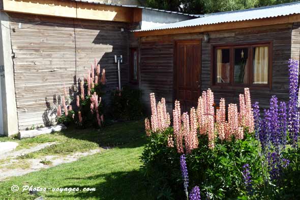 Parterre de lupins à Ushuaia