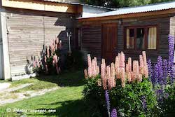 Lupin de Patagonie