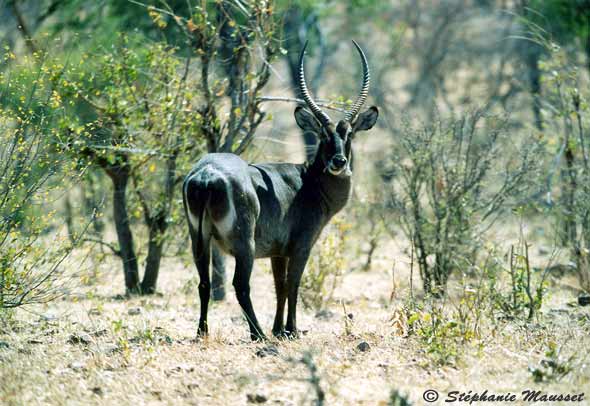 Zimbabwean waterbuck