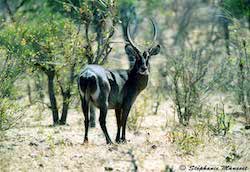 Waterbuck