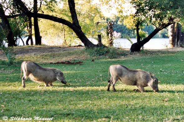 Warthogs on the lawn of the hotel garden