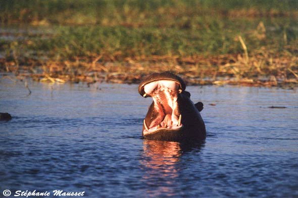 Hippopotames du Zimbabwe