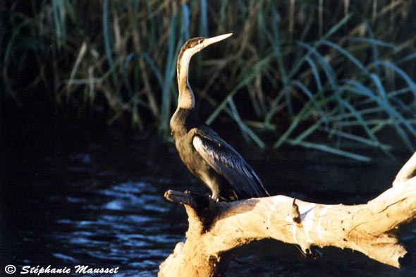 Zimbabwe anhinga on a branch