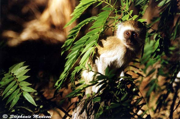 Singe vervet bleu sur une branche