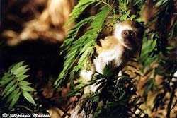 Young blue vervet monkey