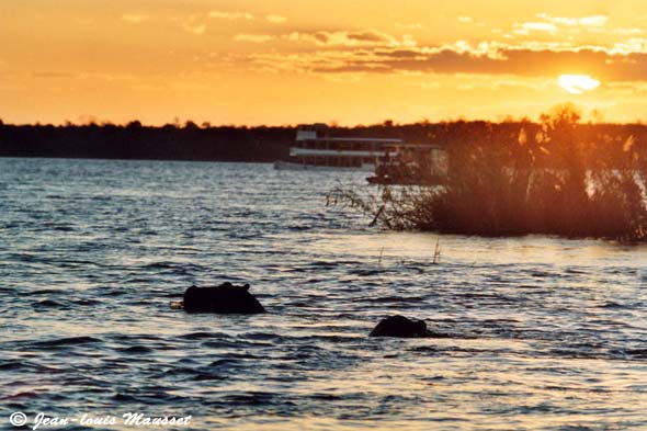 Hippos in the Zambezi at sunset